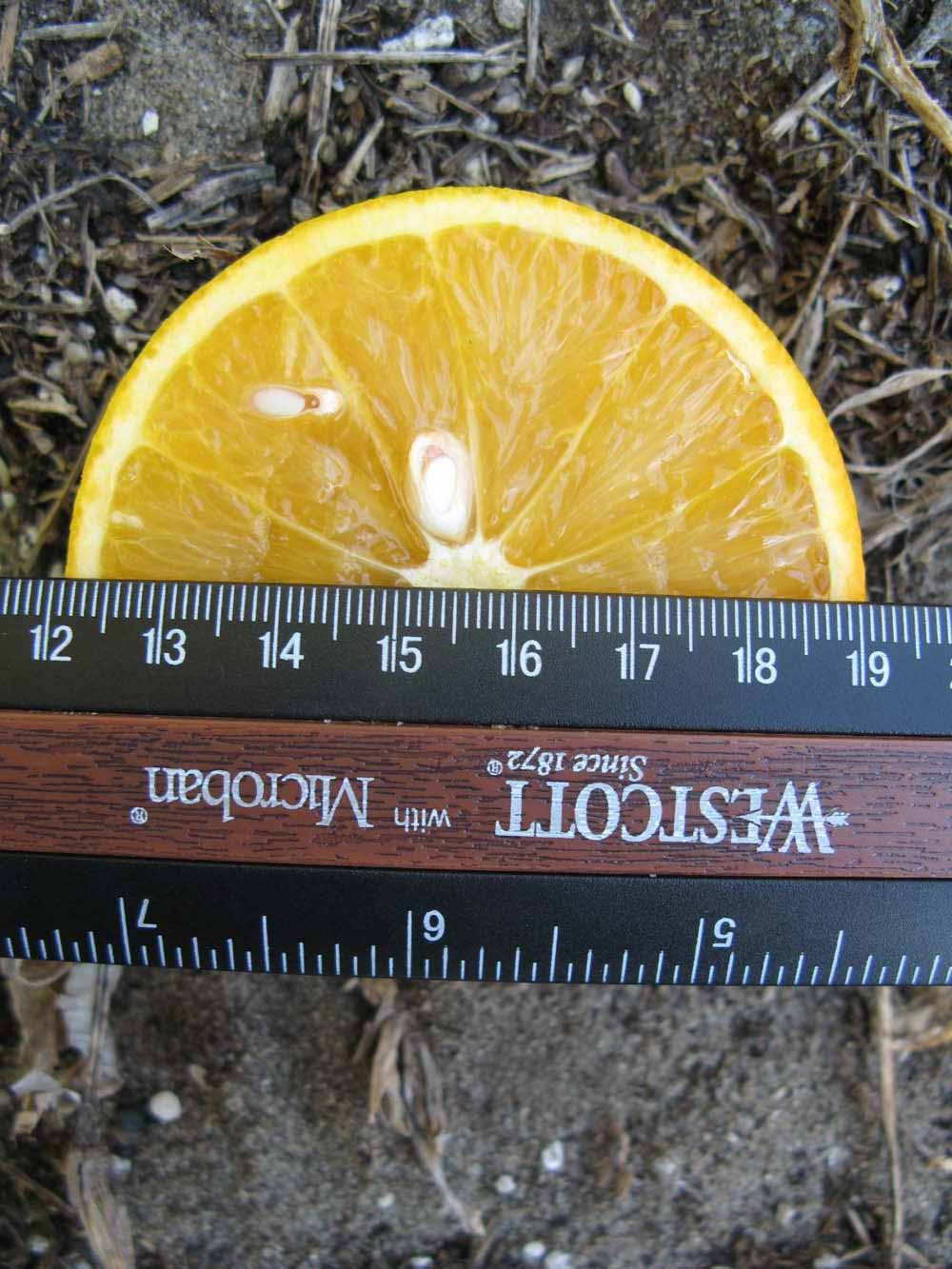            Fruit cross-section (Winter Haven, FL)   